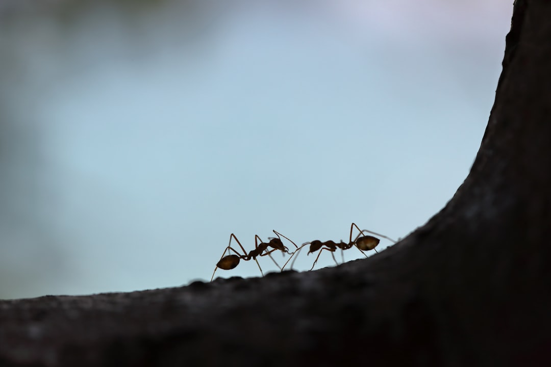 Myrer: Den Fascinerende Verden af Naturens Små Byggemestre